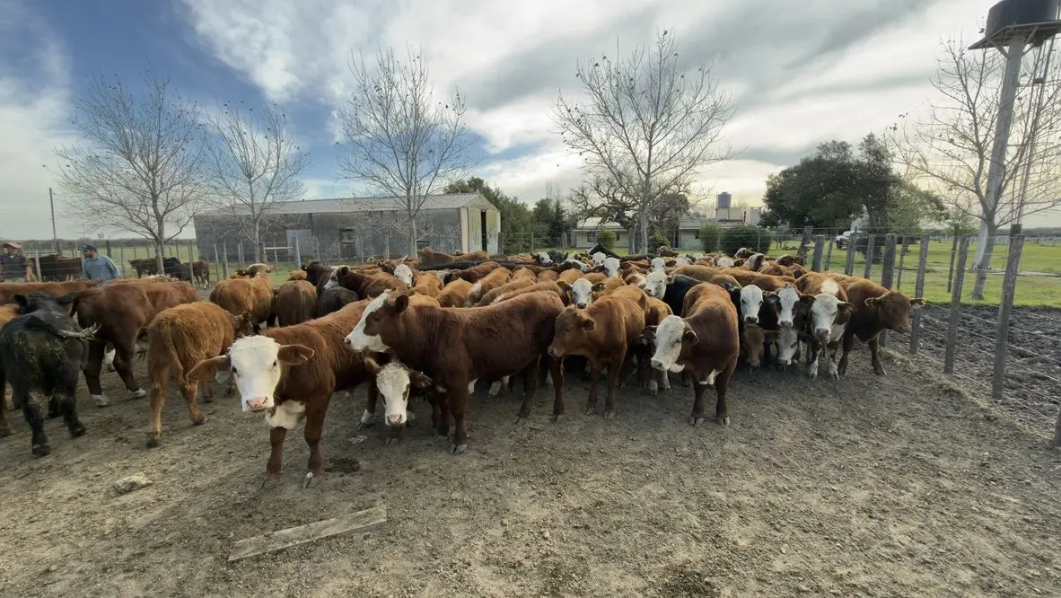 Lote de terneros en el corral